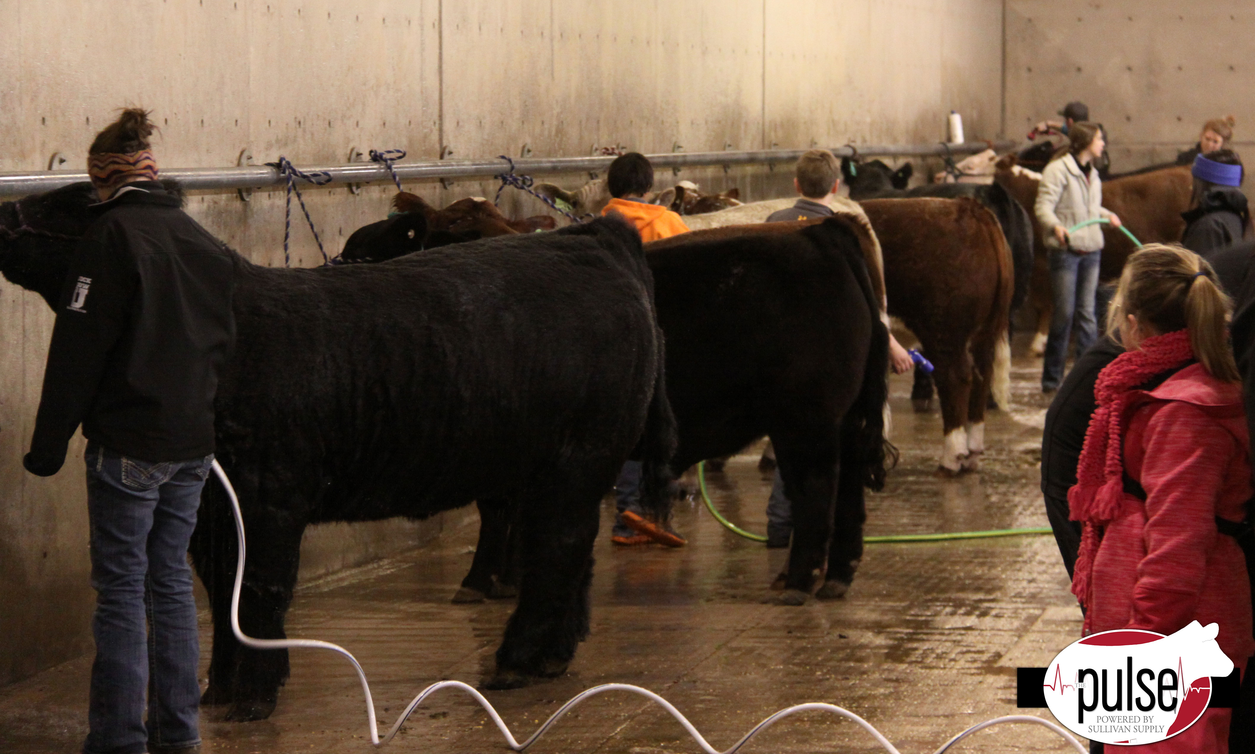 Around The Fwss Steer Barn Sullivan Supply Inc