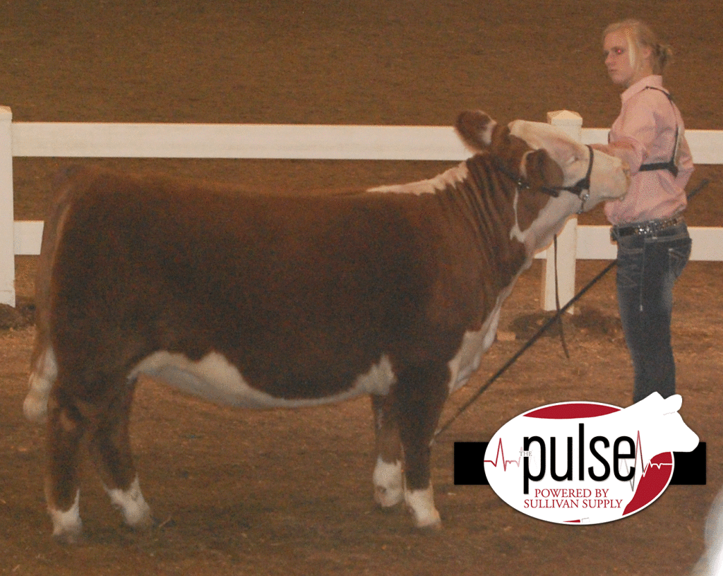 CH-Hereford-Heifer