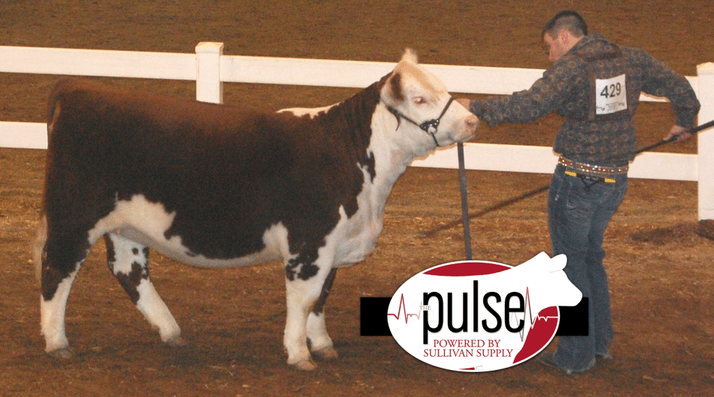 Res-Hereford-Heifer