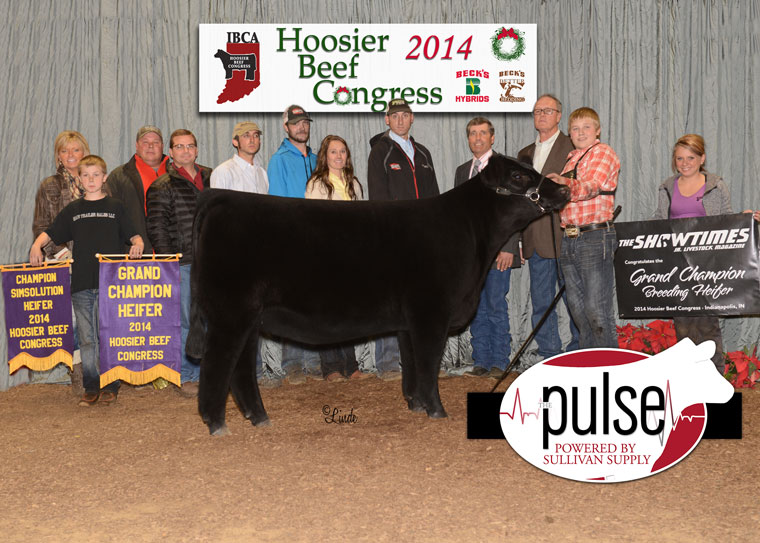Hoosier Beef Congress Top 5 Heifers The Pulse