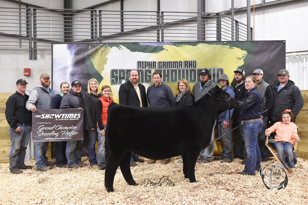 1-2016 ISU Spring Showdown Grand Champion Heifer Champion Angus exhibited by Maddy Udell PPW3330