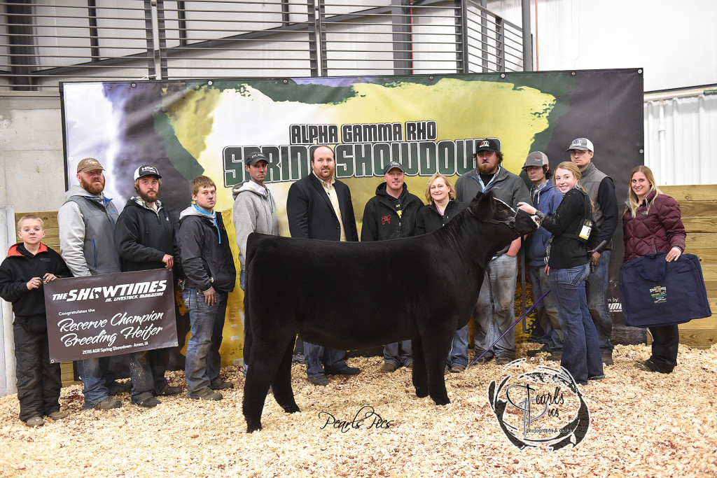 2-2016 ISU Spring Showdown Reserve Champion Heifer Champion Simmental exhibited by AJ Grimm PPW3380