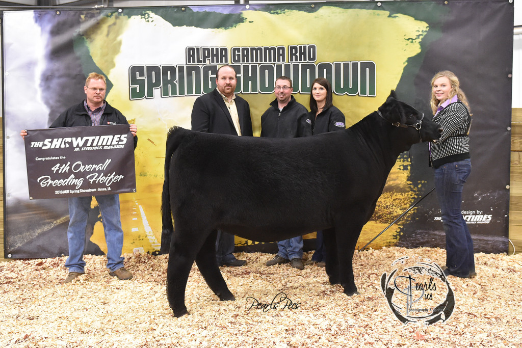 2016 ISU Spring Showdown 4th Overall Champion Maine exhibited by Gracie Danner PPW3434