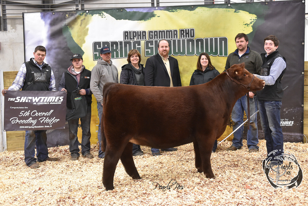 2016 ISU Spring Showdown 5th Overall Champion Shorthorn Plus exhibited by Ben Nikkel PPW3491