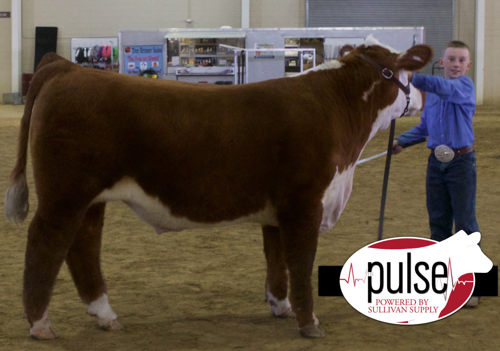 Green Res Hereford Steer