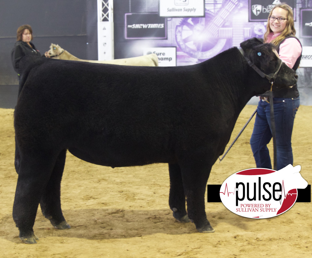 Reserve Maine Steer