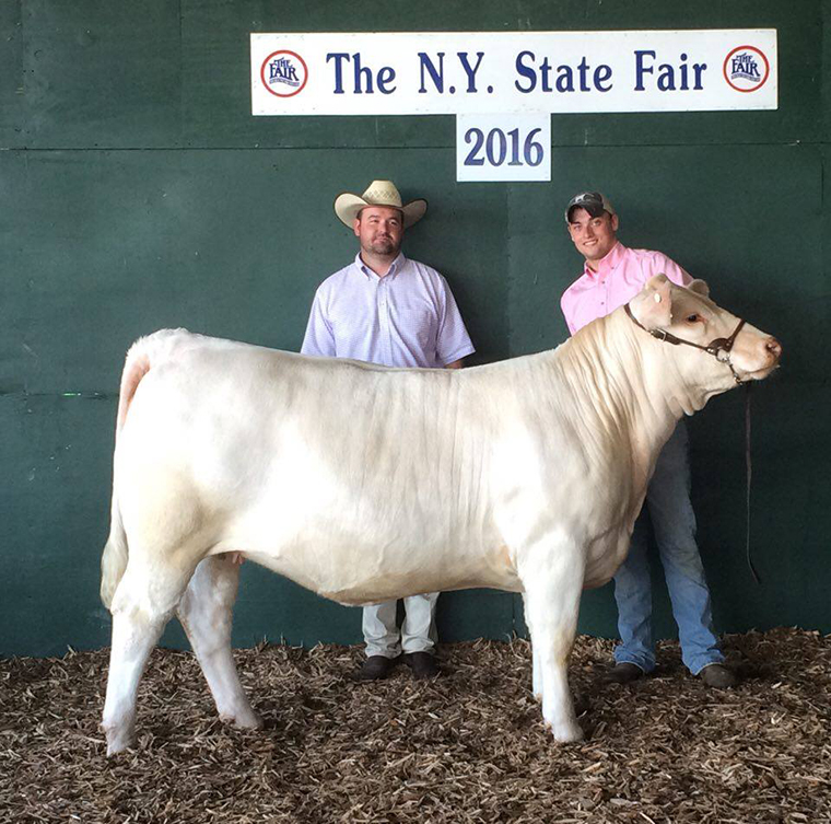 NY 1 Rot Reserve Supreme Heifer