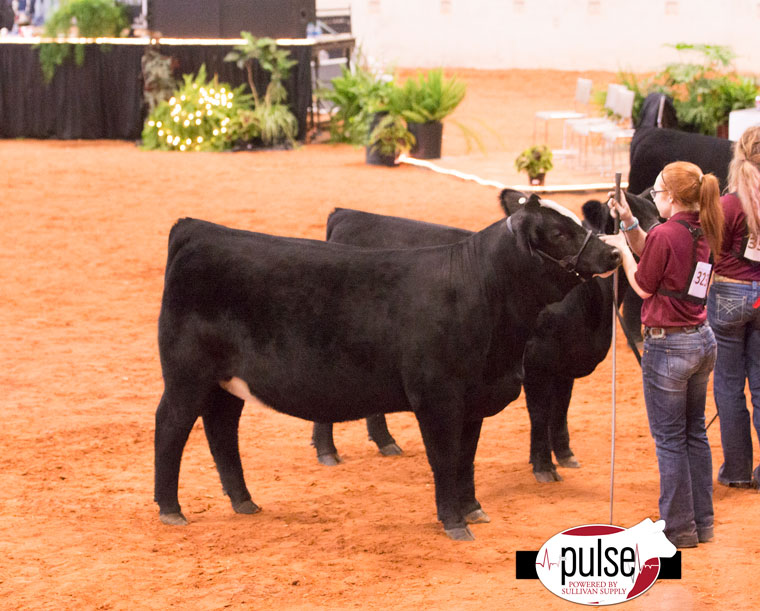 Simmental National Classic Purebred Owned Females Sullivan Supply, Inc.