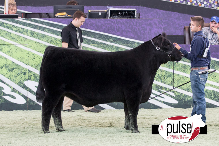 National Junior Angus Show Steers The Pulse