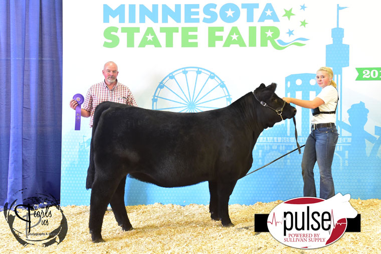 Minnesota State Fair H Breeding Heifers Chianina The Pulse
