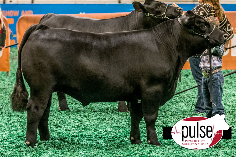 Houston Livestock Show Junior Market Steers The Pulse