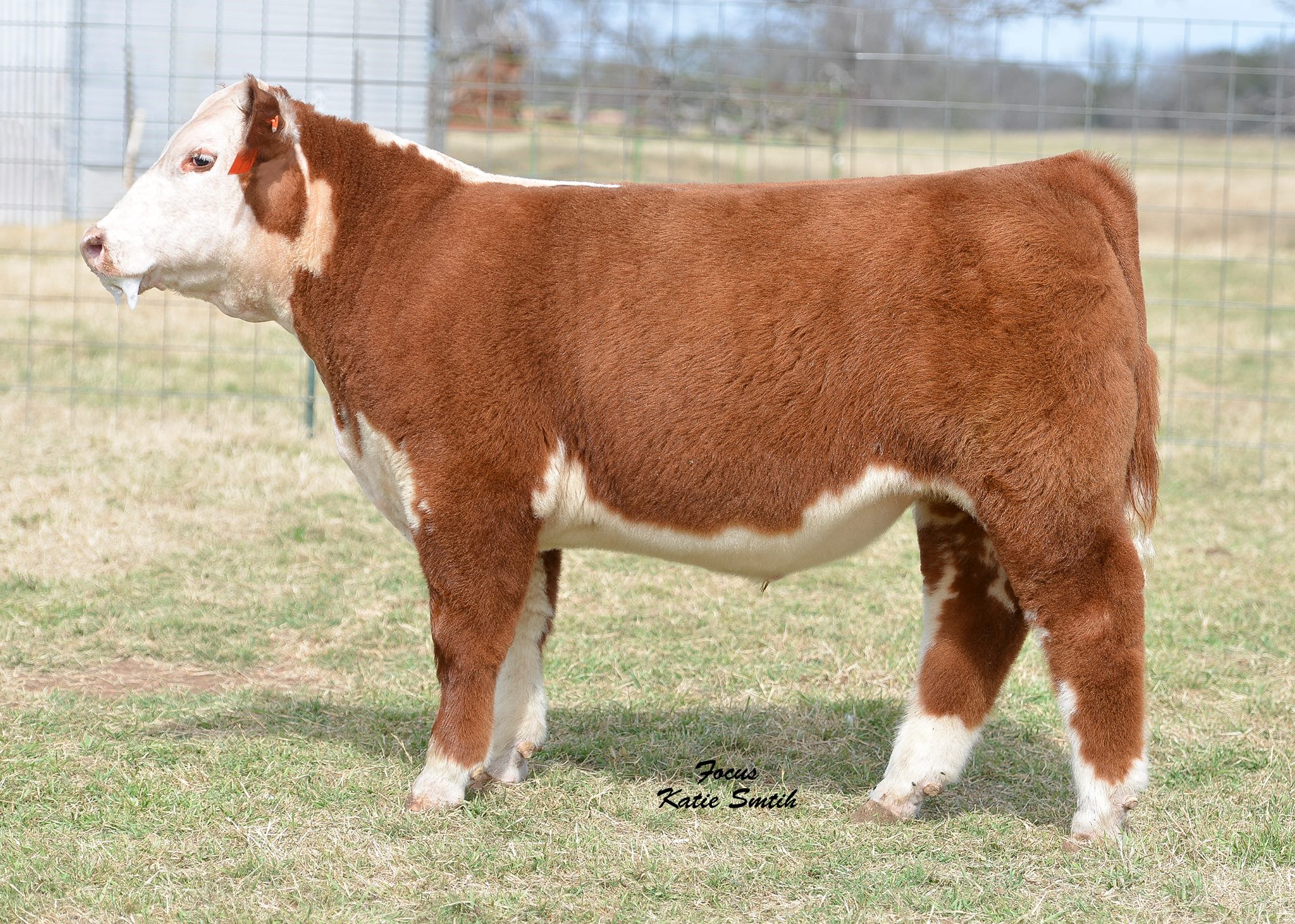 Keith Rogers Show Cattle Embryo & Semen Sale Today, October 9th The