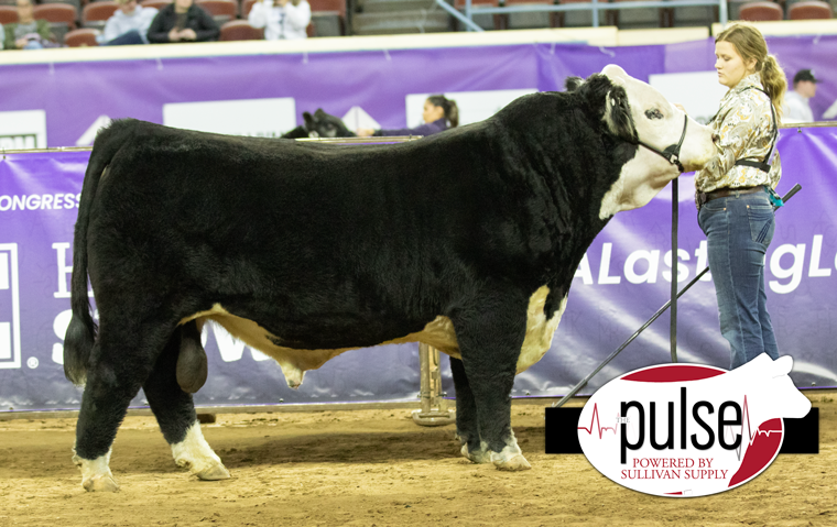 Cattlemens Congress Black Hereford Bulls The Pulse