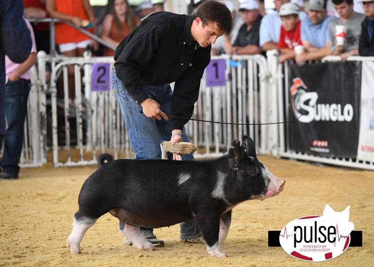 The Exposition Berkshire Gilts Div I The Pulse