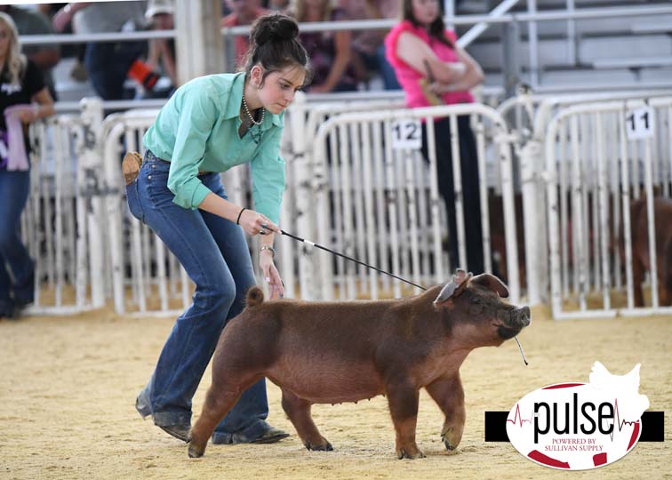 The Exposition Duroc Gilts Div I The Pulse