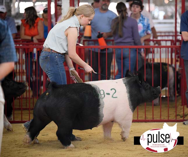 The Exposition Open Crossbred Gilts The Pulse