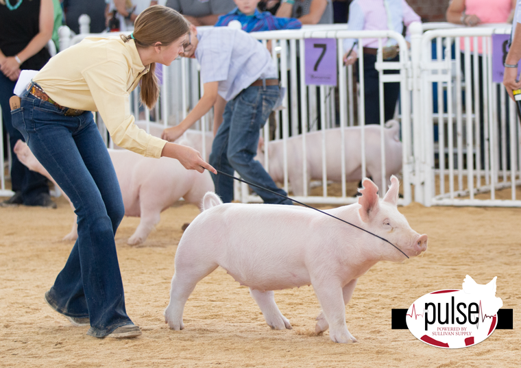 The Exposition Yorkshire Gilts Div I The Pulse