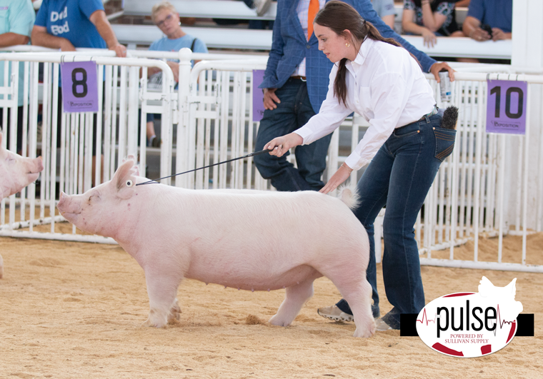 The Exposition Yorkshire Gilts Div III The Pulse