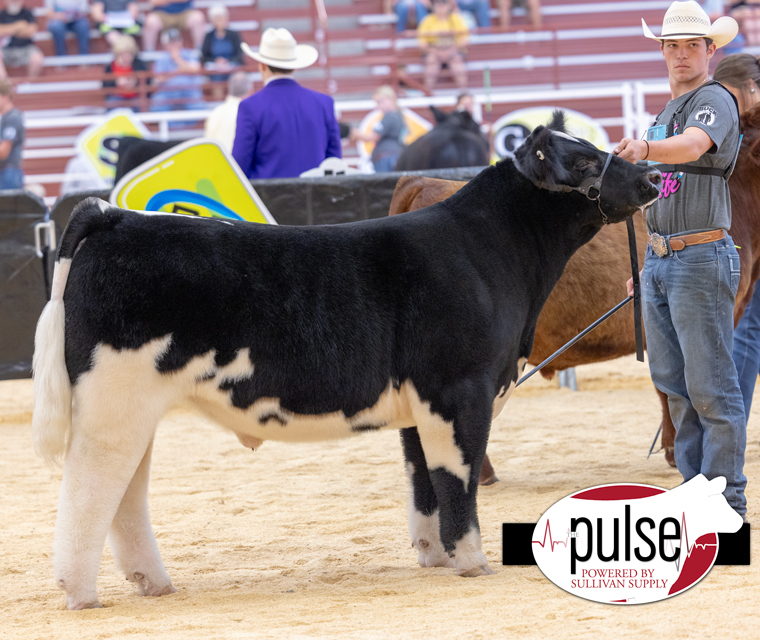 Maine Anjou Jr Nationals Bred Owned Prospect Steers The Pulse