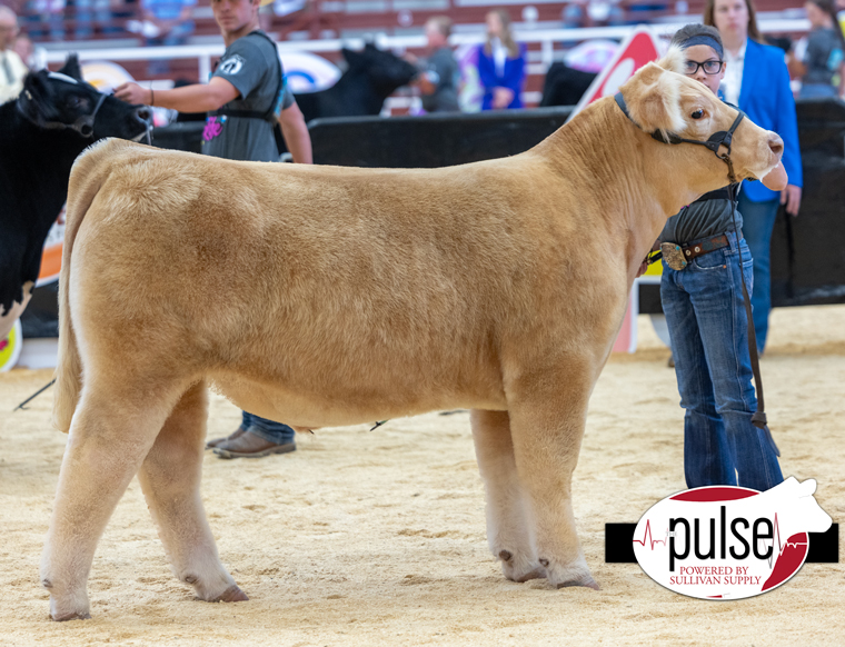 Maine Anjou Jr Nationals Owned Prospect Steers The Pulse