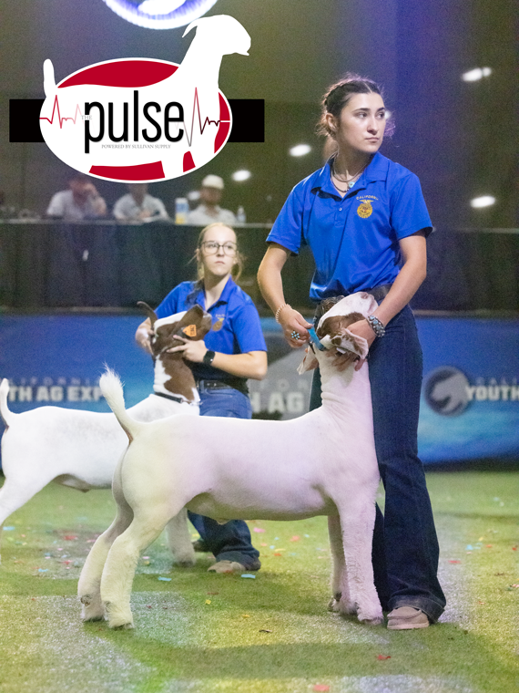 CYAE Top 5 Market Goats The Pulse