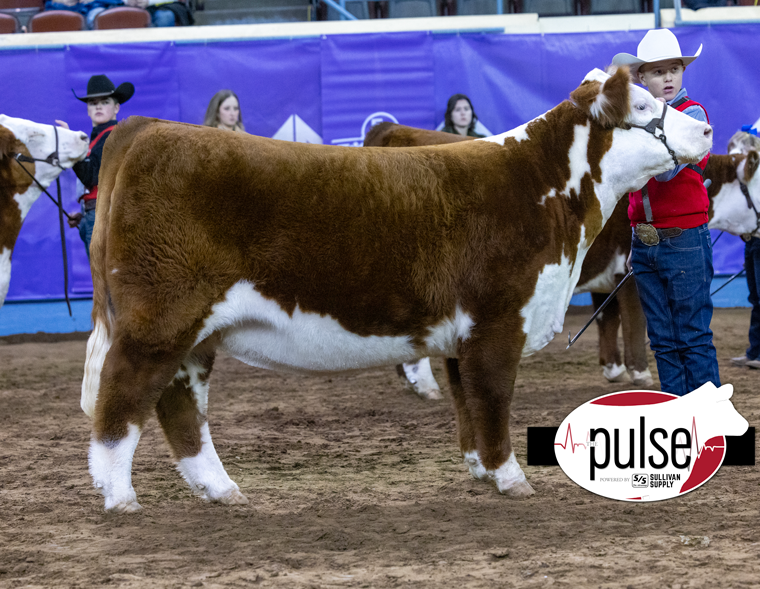 Cattlemens Congress Open Breeding Heifers Polled Hereford Div V