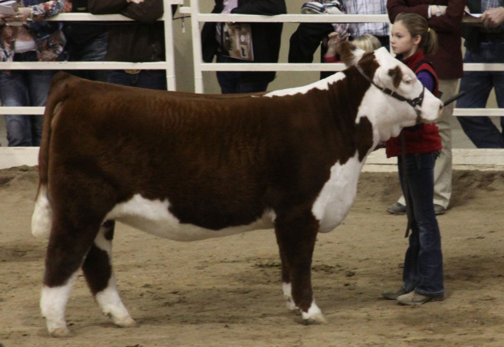 jr_hereford_polled_grand
