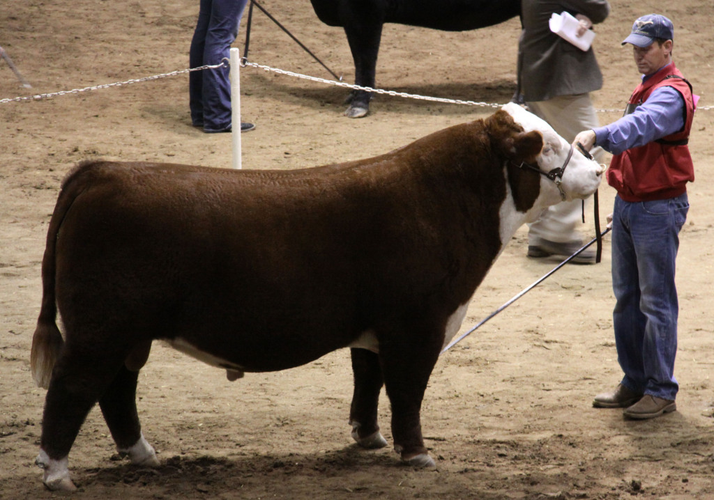 open_hereford_bull_polled_grand