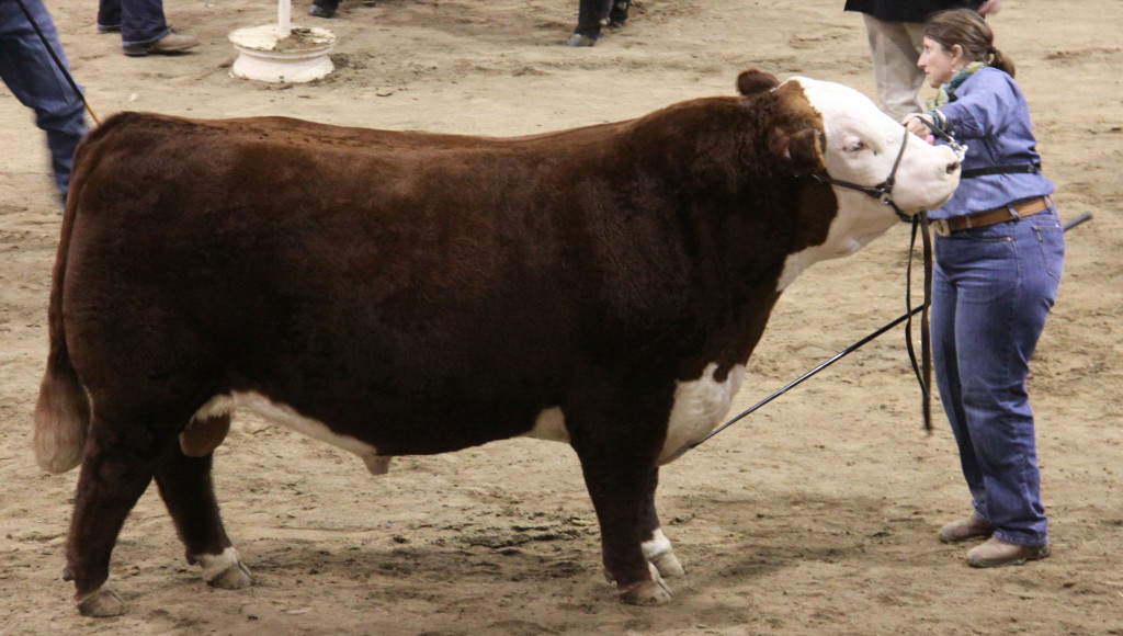 open_hereford_bull_polled_res