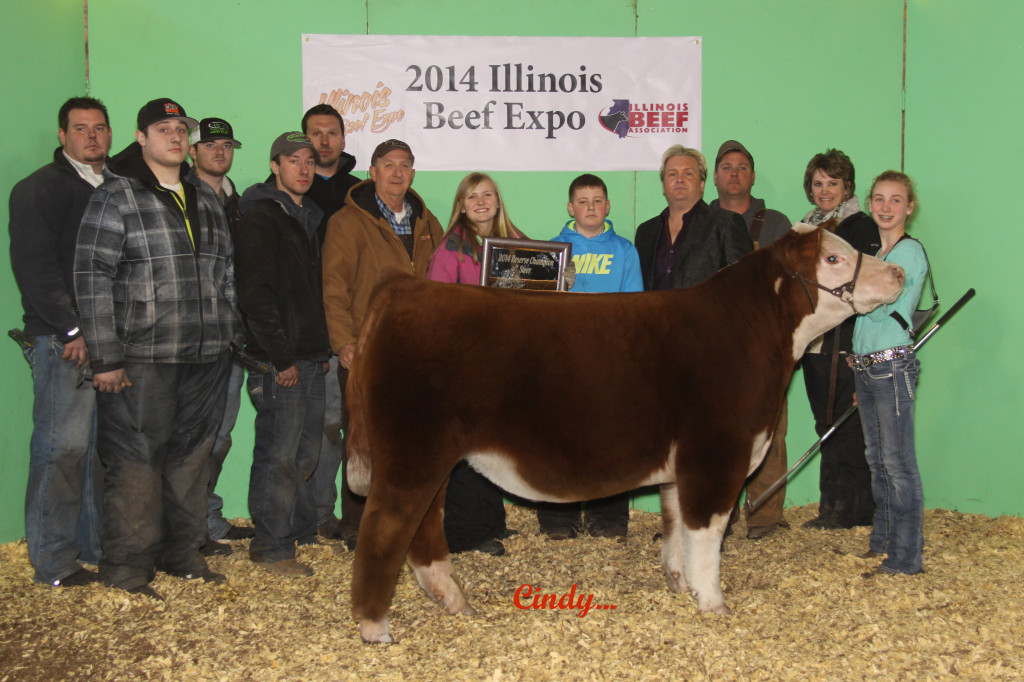 2 RES CH CH STEER, CH HEREFORD, PEYTON RICHIE