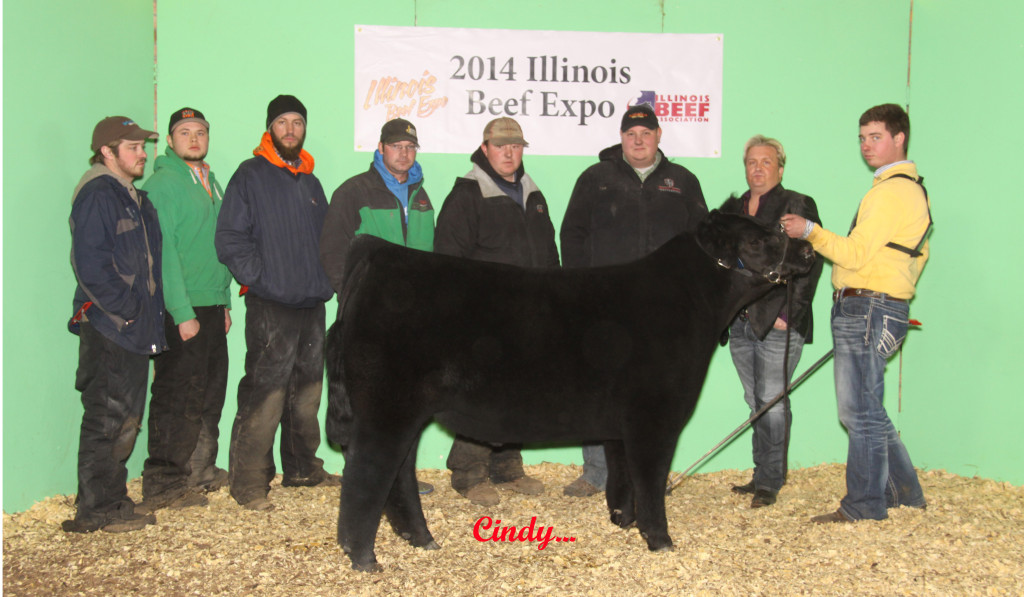 4 4TH OVERALL STEER, CH XBRED, NELSON ENGLAND