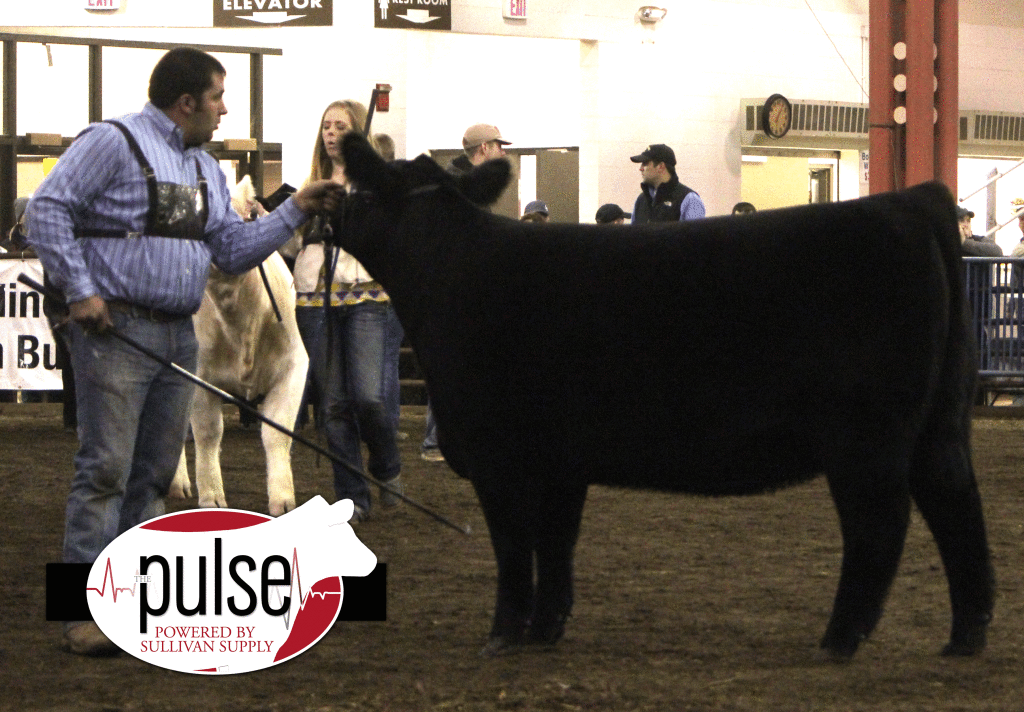 FOUTH-OVERALL-HEIFER