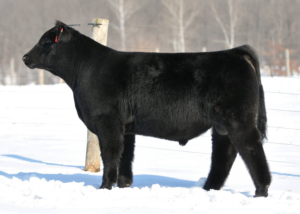 Farmer_065A_BBBN X_Donor056K_March_three-quarter Maine_scurred