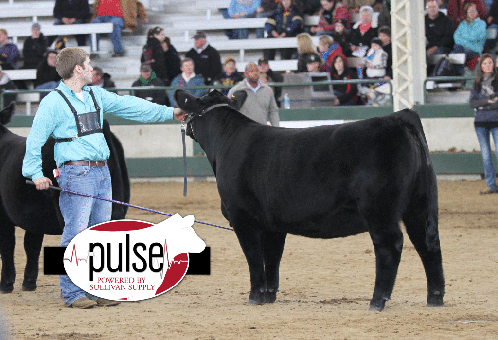 Fifth_Overall_Heifer
