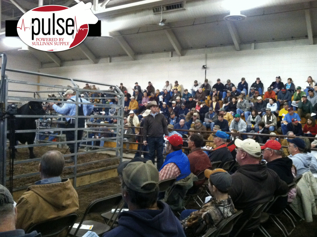 bull-sale-il-beef-expo