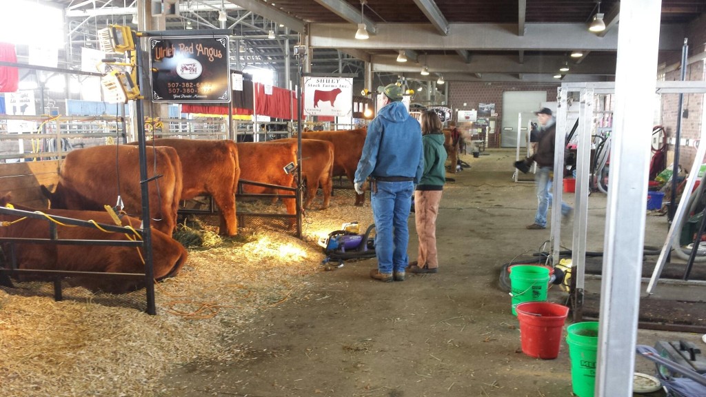 Red Angus Iowa Beef Expo The Pulse