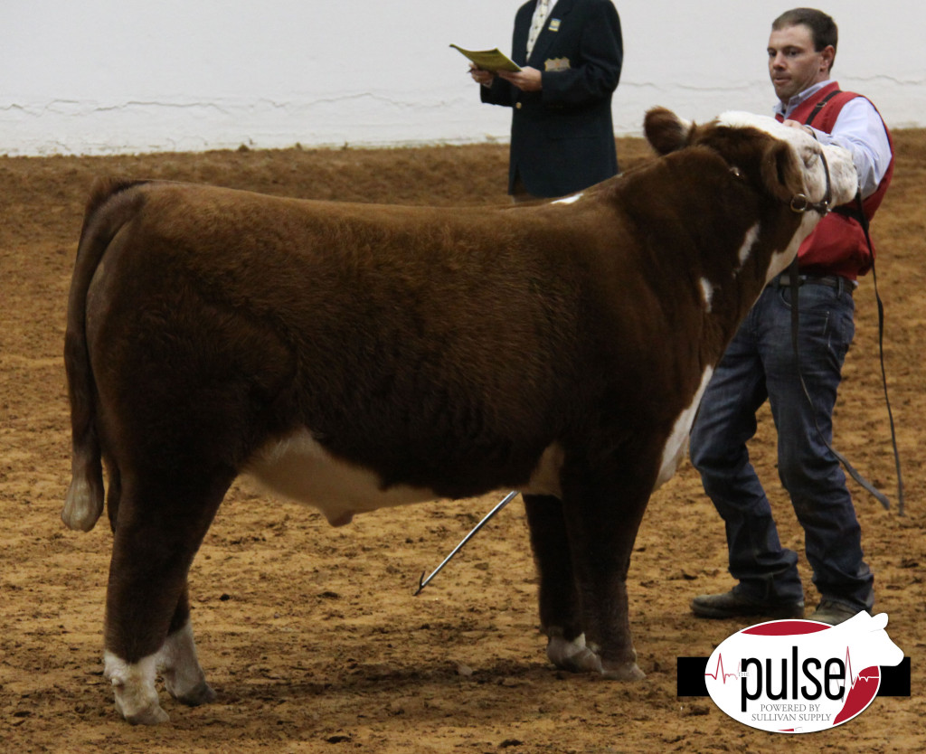 res-polled-bull