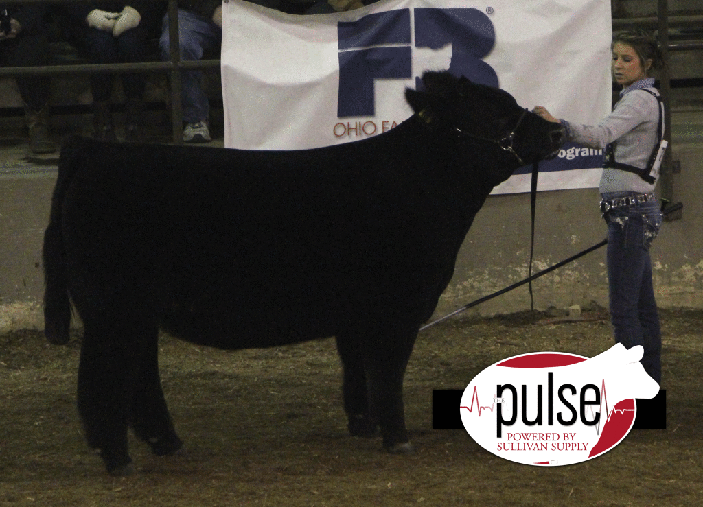 Ohio Beef Expo Simmental Steers The Pulse