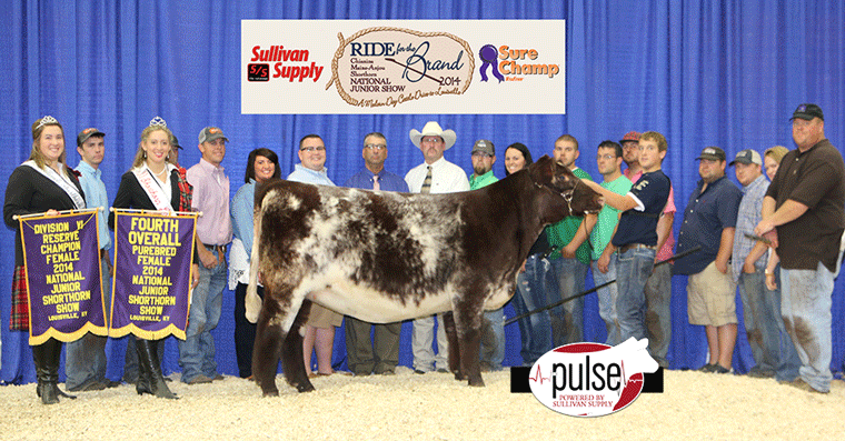 Fourth-Overall-Shorthorn