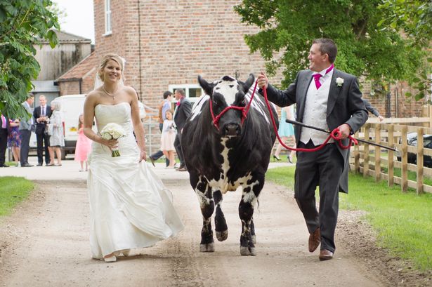 cow-wedding