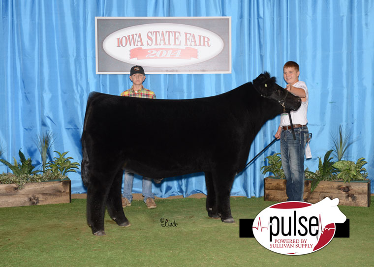 Iowa State Fair – 4-H Market Animals – Crossbred Steers Division II | The Pulse