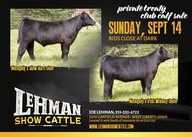 lehman-show-cattle