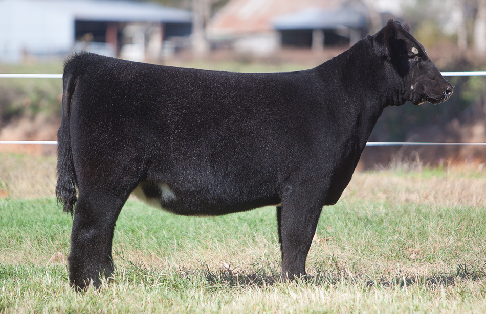 Wiss Cattle Co. | The Pulse