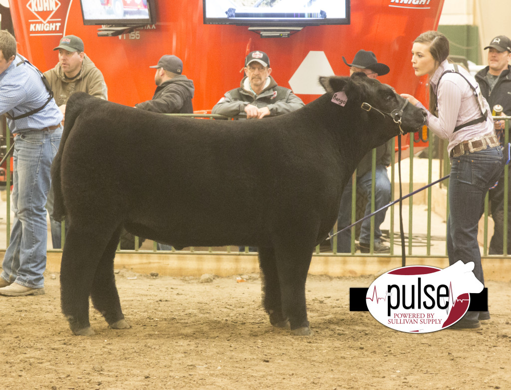 NCC res simme steer