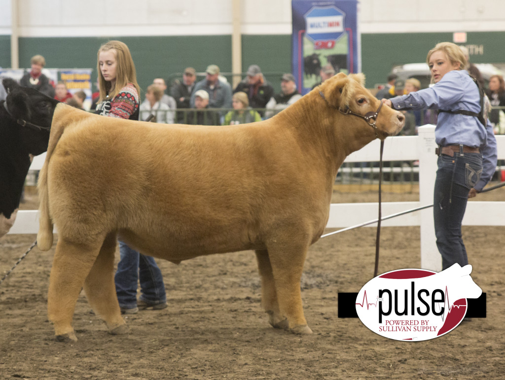 ncc champ mainetainer steer