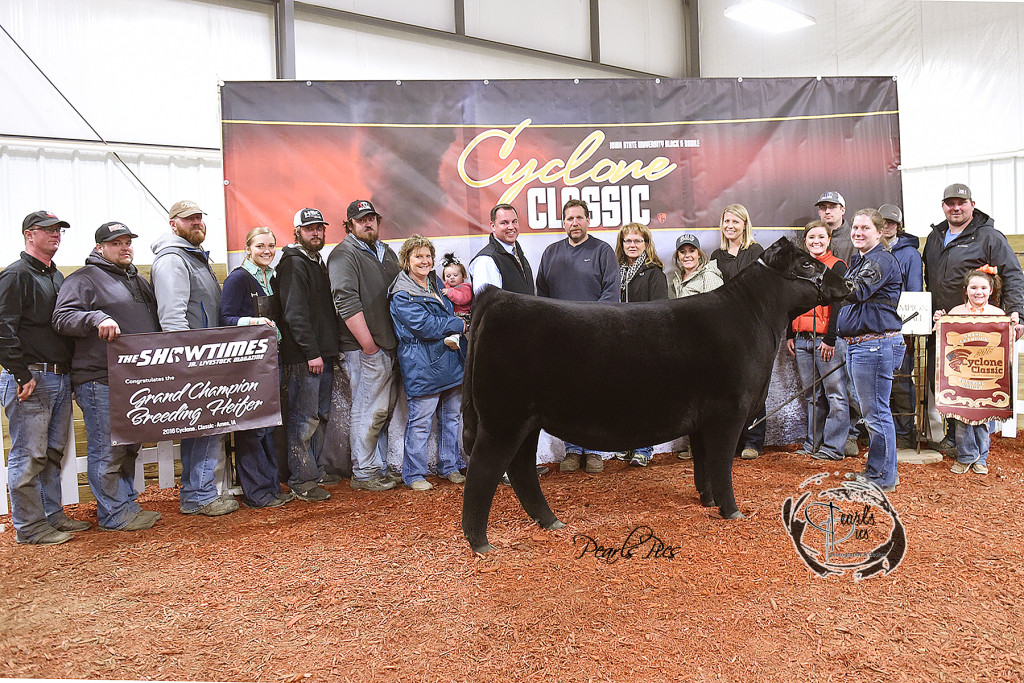 1-2016 ISU Cyclone Classic Grand Champion Heifer Champion Angus exhibited by Maddy Udell PPW3122