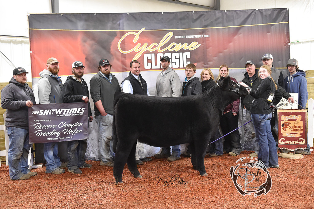 2-2016 ISU Cyclone Classic Reserve Champion Heifer Champion Simmental exhibited by AJ Grimm PPW3162