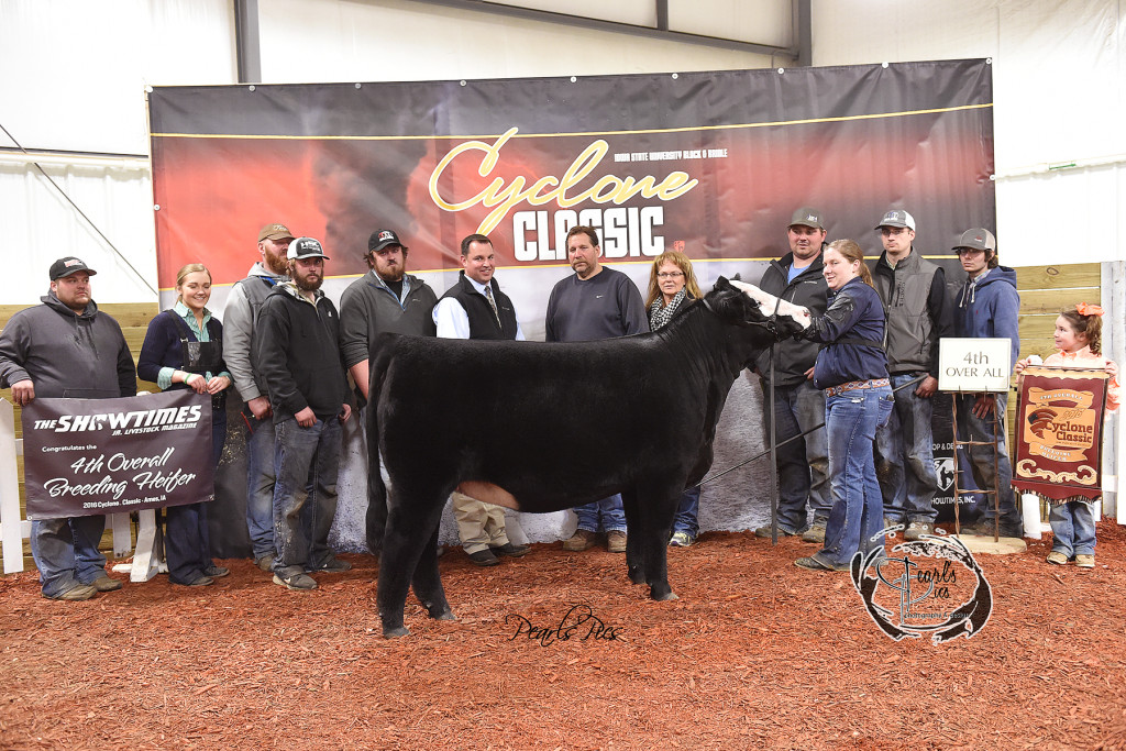 2016 ISU Cyclone Classic 4th Overall Heifer Champion SimSolution exhibited by Maddy UDell PPW3243