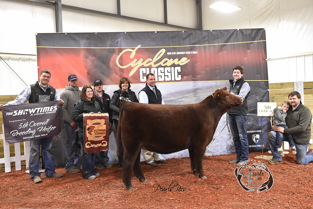 2016 ISU Cyclone Classic 5th Overall Heifer Champion Shorthorn Plus exhibited by Ben Nikkel PPW3291
