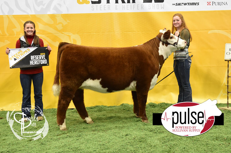 Steers and Stripes – Missouri | Hereford Heifers – Ring A | The Pulse